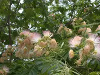 Albizienblüte Omiz.webp