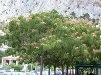 Albizien Omiz.webp