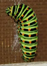s12.webp