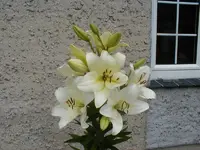 lilie13a.webp