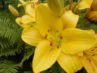 lilie18.webp