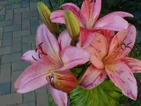 lilie01.webp