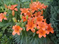 lilie03.webp