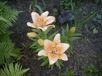 lilie12.webp