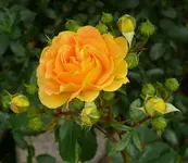 P1060999_600_522.webp