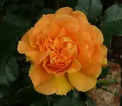 P1060998_600_522.webp