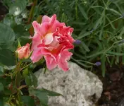 P1060982_600_512.webp