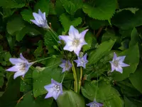 blau.webp