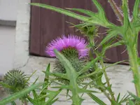 Distel.webp