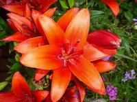 Lilie rot.webp