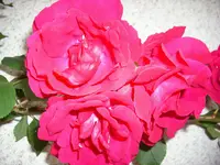 Rose rot.webp