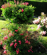 Lovely Fairy im Juni.webp