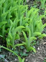 CIMG0012.webp