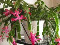Bild 061.webp
