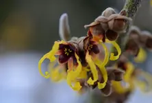 Hamamelis.webp