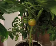 DSCN4610.3.webp