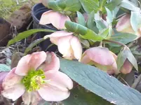 CAM00029.webp