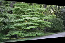 Cornus+kousa+%27China+Girl%27+_+%C2%A9+Archimeda+1.webp