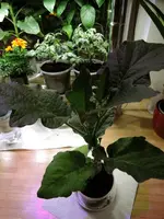 DSCN4624.2.webp