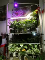 DSCN4630.2.webp