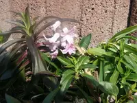 Blumen.webp