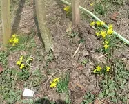 Blumen1.webp