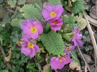 Blumen2.webp
