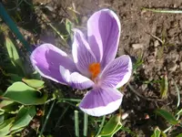 Blumen3.webp