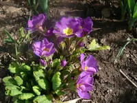 Blumen4.webp