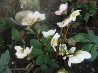 Blumen5.webp