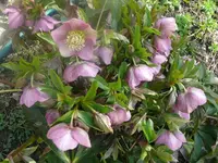 Christrose.webp