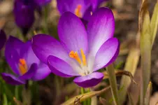 4928.webp