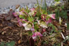 DSC00415.webp