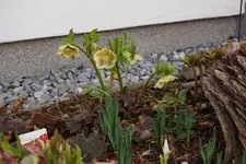 DSC00417.webp
