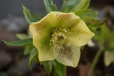 DSC00420.webp