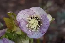 DSC00430.webp