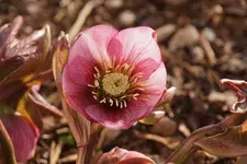DSC00431.webp