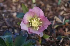 DSC00435.webp