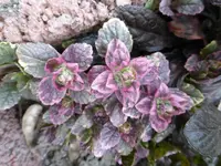 P1020415.webp
