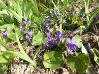 P1290340.webp