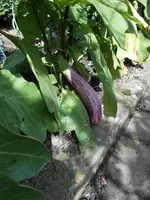 DSCN0771.webp