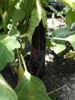 DSCN0772.webp