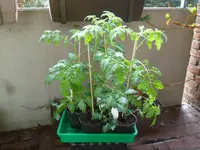 Black Cherry.webp