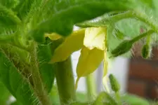 Gartenperle Blüte.webp