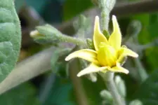 Tiny Tim Blüte.webp