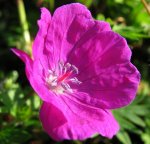 geranium autum 24.okt.2014.jpg