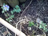 Frühlingsanemone.webp
