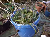 CAM00051.webp