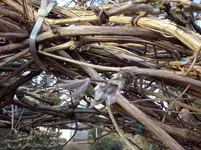 Weinreben und Clematis montana.webp