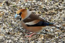 DSCN0943.webp